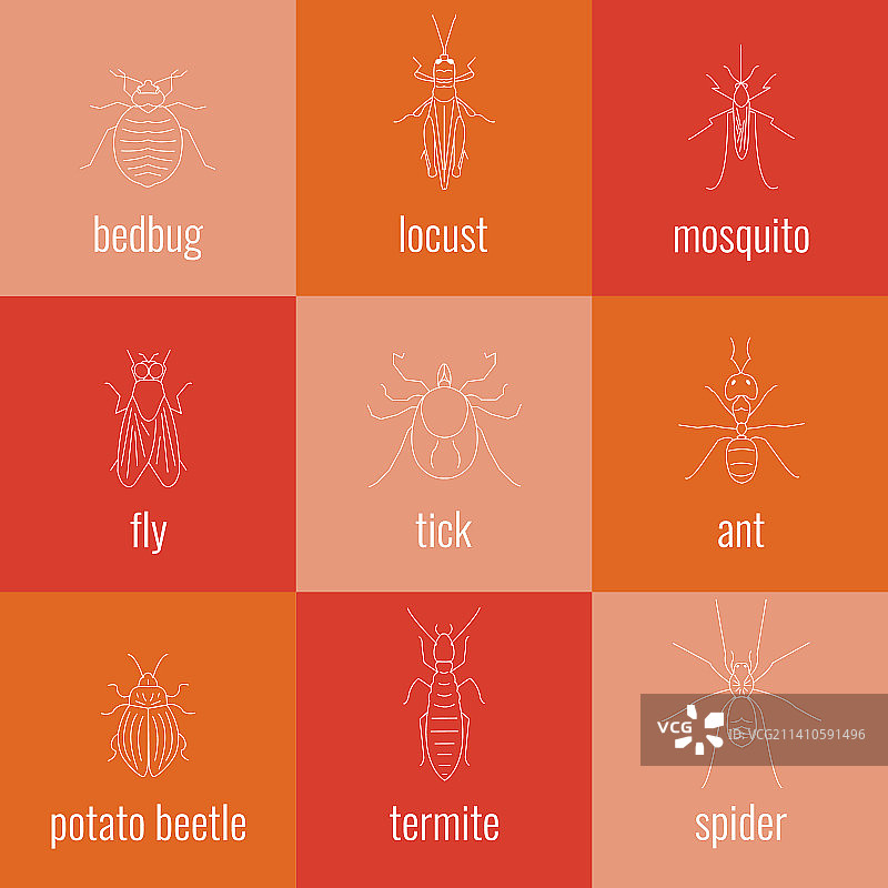 害虫插图图片素材