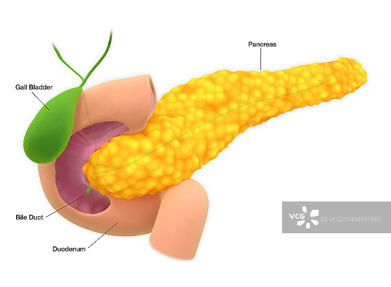胰腺、插图图片素材