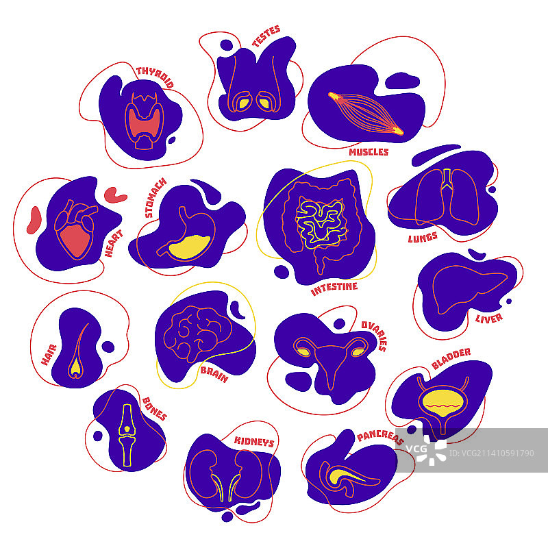 人体器官概念图图片素材
