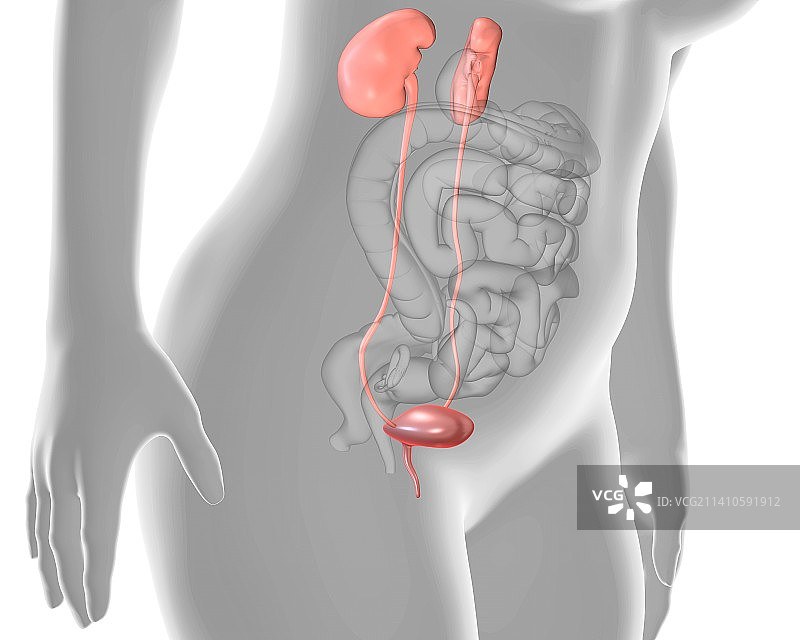 女性泌尿系统图图片素材