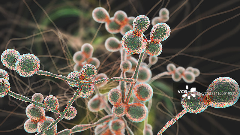 念珠菌酵母和菌丝阶段图示图片素材