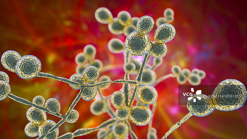 念珠菌酵母和菌丝阶段图示图片素材