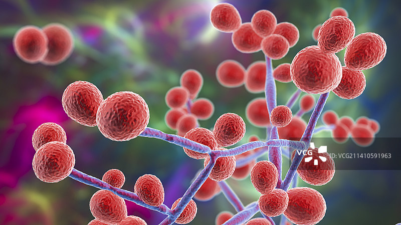 念珠菌酵母和菌丝阶段图示图片素材