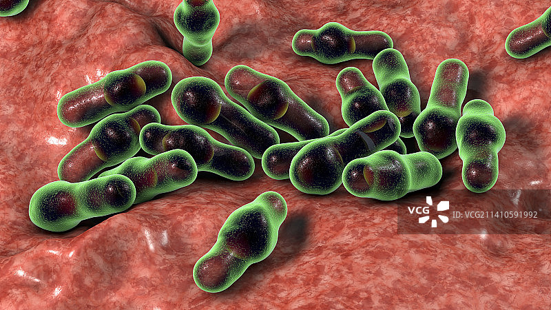 梭状芽胞杆菌图片素材