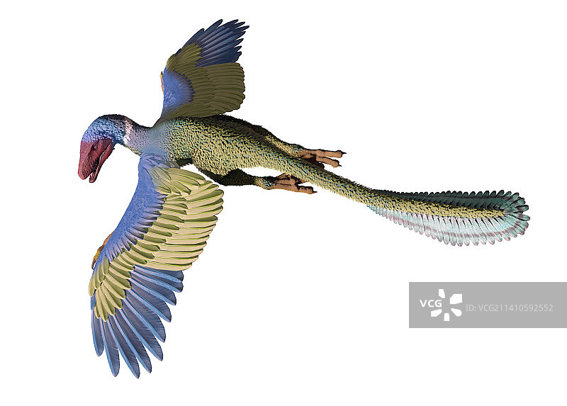始祖鸟飞行插画图片素材
