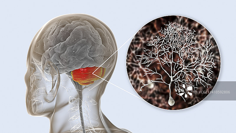 人小脑和浦肯野神经元插图图片素材