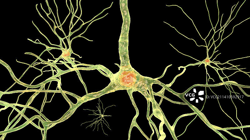 人脑神经细胞图图片素材