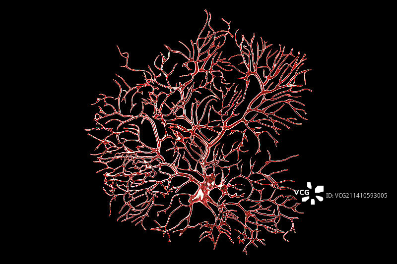 浦肯野神经细胞插图图片素材