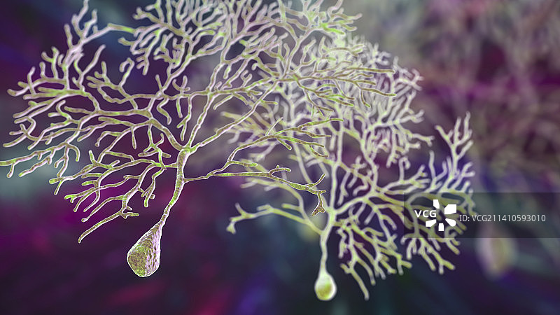 浦肯野神经细胞插图图片素材