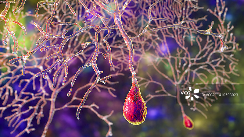 浦肯野神经细胞插图图片素材