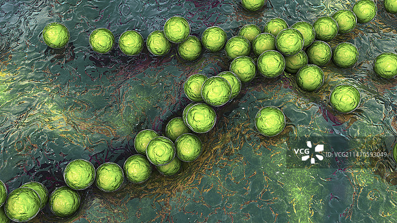 化脓性链球菌细菌，图示图片素材