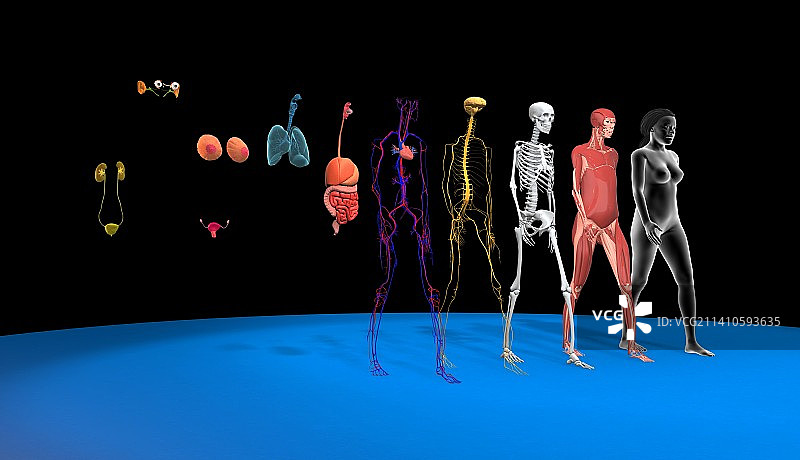 人体系统示意图图片素材