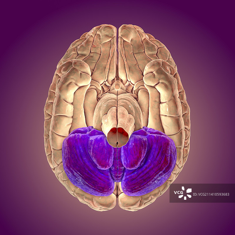 突出显示小脑的人脑插图图片素材