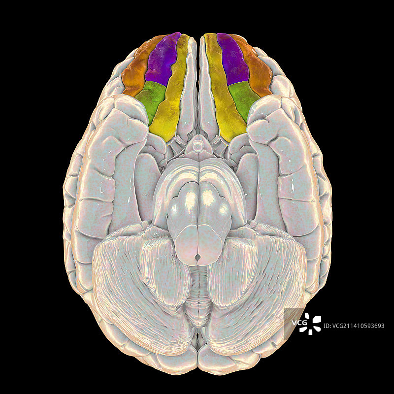 突出显示脑回的人脑，图示图片素材
