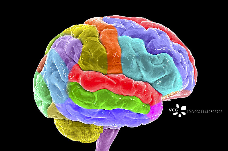 突出脑回的人脑结构示意图图片素材