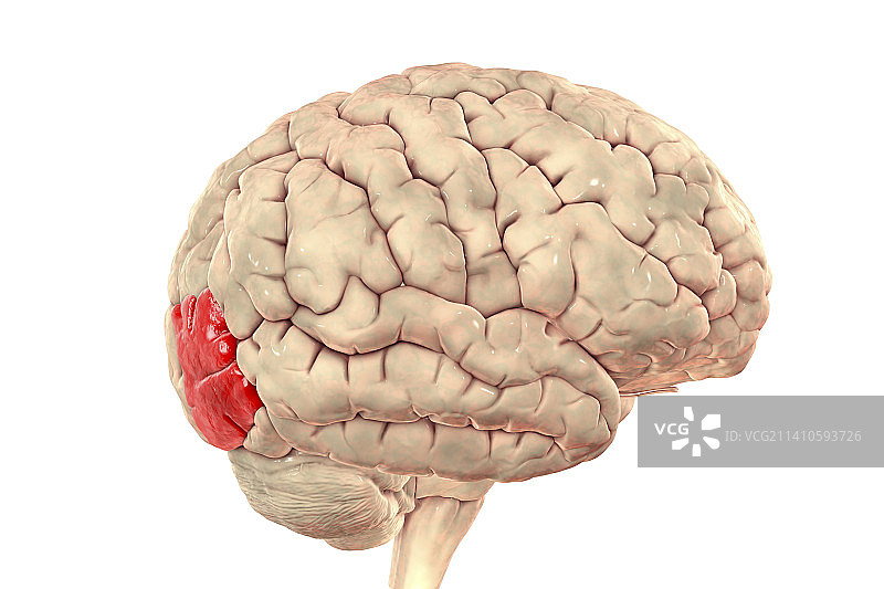 大脑外侧枕回高光图图片素材