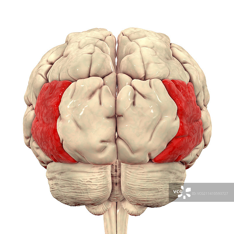 大脑外侧枕回高光图图片素材