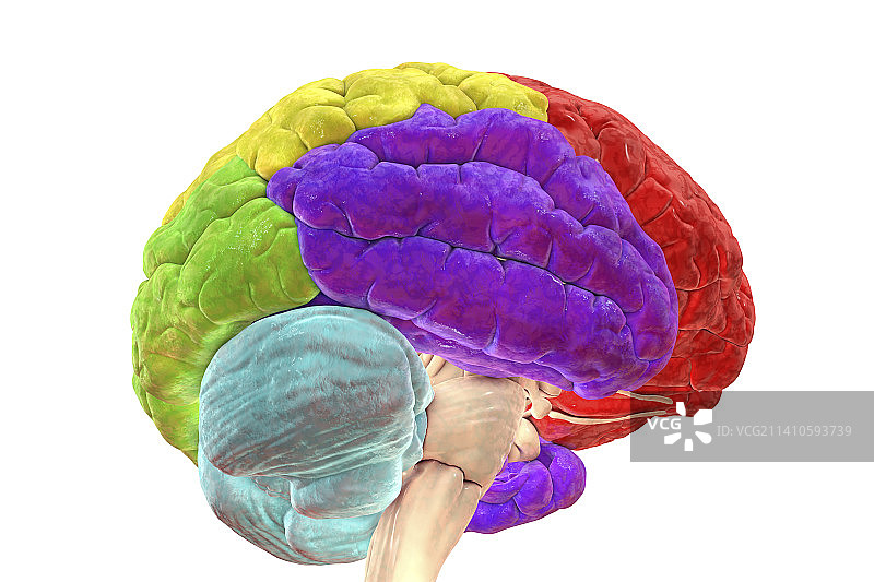 人脑的脑叶，图示图片素材