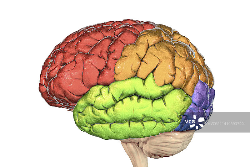 人脑的脑叶，图示图片素材