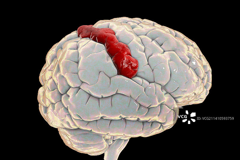 人脑与高亮中央后回插图图片素材