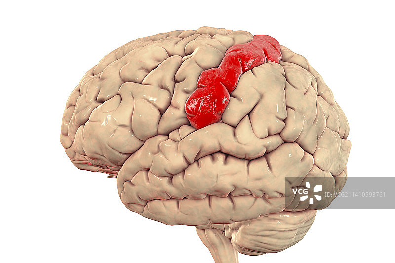 人脑与高亮中央后回插图图片素材