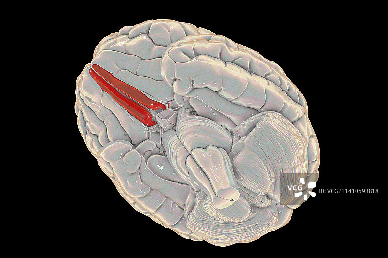 人脑，高亮脑回插画图片素材