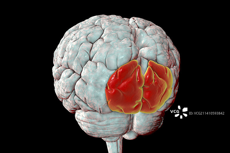 大脑上枕回突出显示插图图片素材