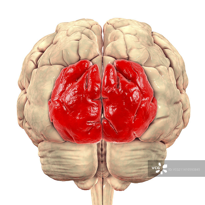 大脑上枕回突出显示插图图片素材