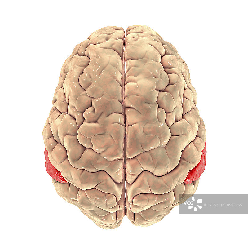 大脑与高亮缘上回插图图片素材
