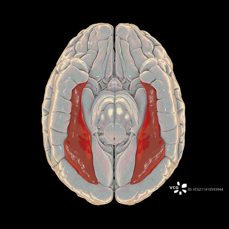 突出显示梭状回的脑部图示图片素材