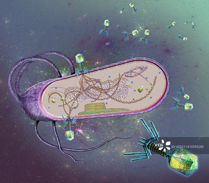 噬菌体感染细菌细胞，图示图片素材