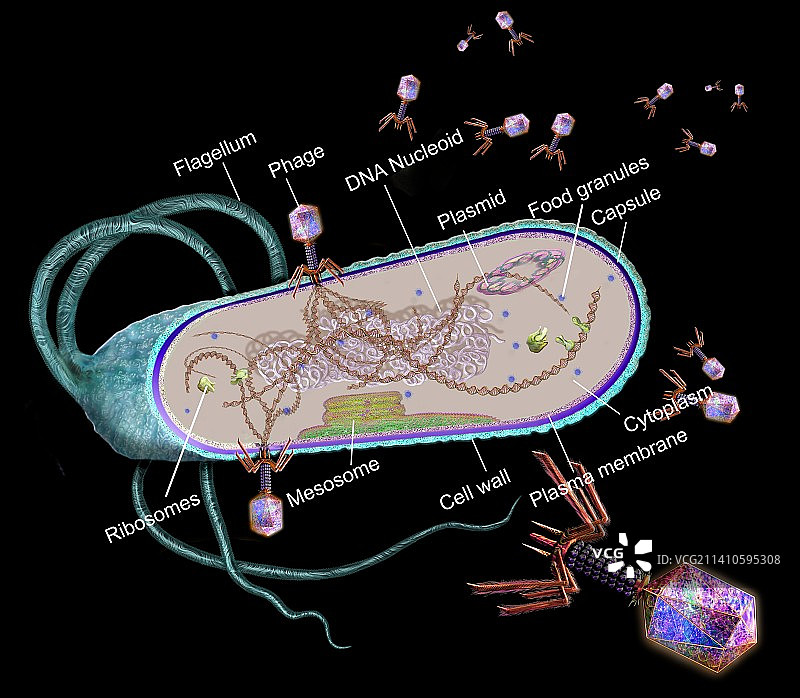 噬菌体与细菌细胞结构示意图图片素材