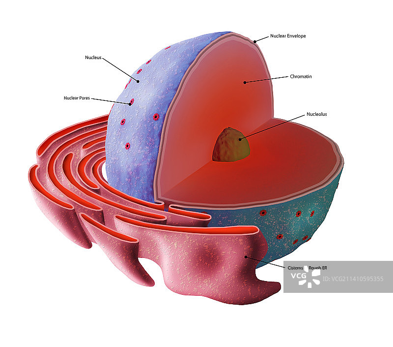细胞核结构示意图图片素材