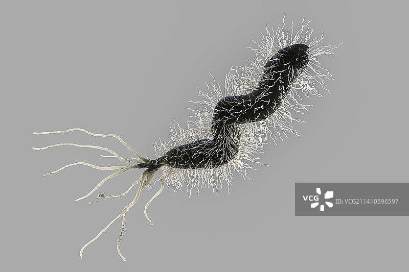 幽门螺杆菌图片素材