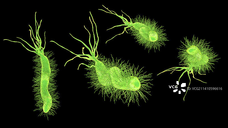 幽门螺杆菌图片素材