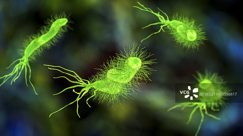 幽门螺杆菌图片素材