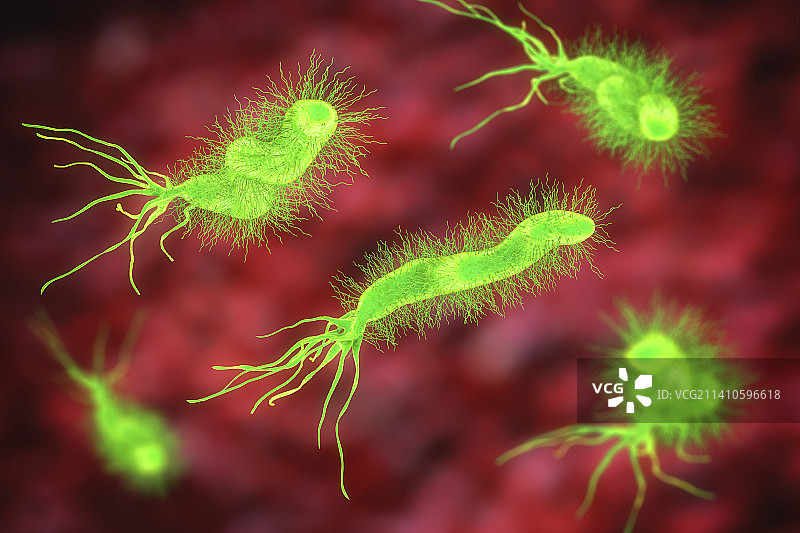 幽门螺杆菌图片素材