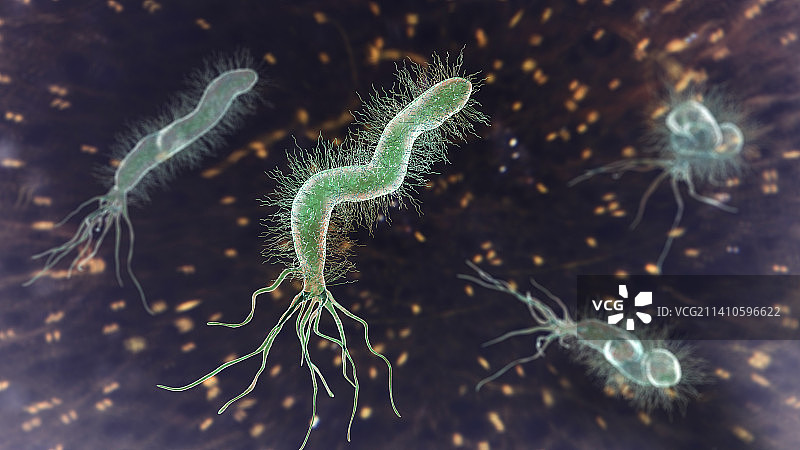 幽门螺杆菌图片素材