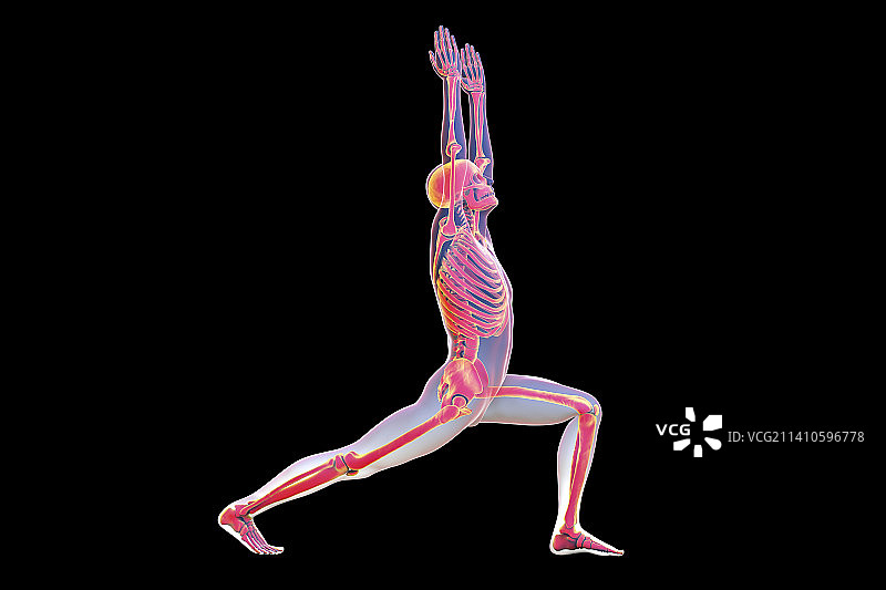 战士一瑜伽姿势的骨骼插画图片素材
