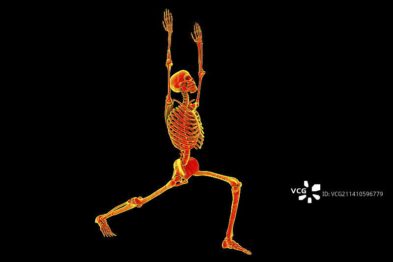 战士一瑜伽姿势的骨骼插画图片素材