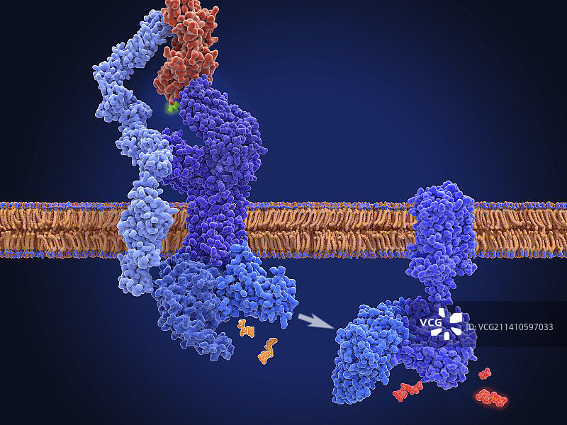 T细胞受体激活分子模型图片素材