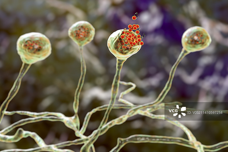 毛霉菌，图示图片素材