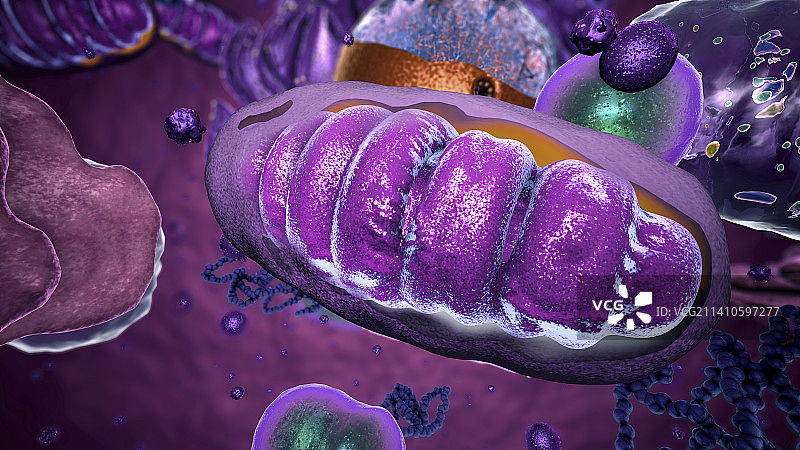 线粒体示意图图片素材