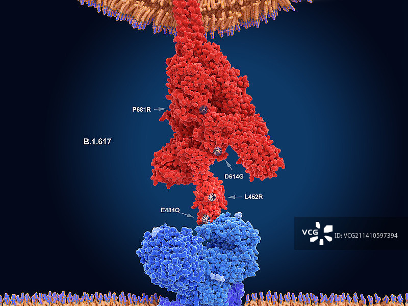 B.1.617新冠变异毒株插图图片素材