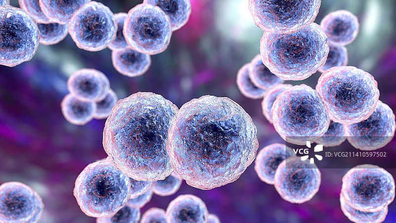 卡他莫拉克斯菌细菌，图示图片素材