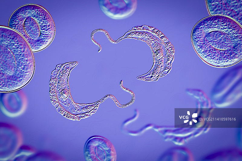 昏睡病寄生虫，图示图片素材