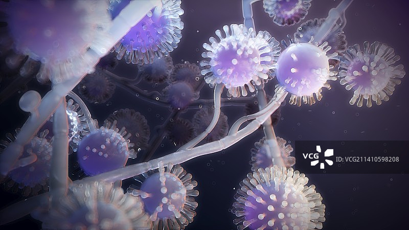 荚膜组织胞浆菌图示图片素材