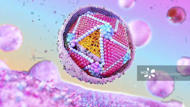 虹彩病毒横截面图图片素材