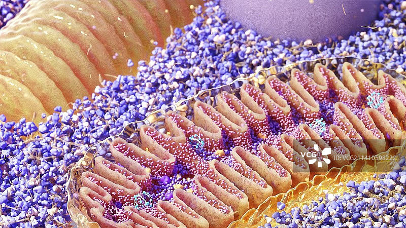 线粒体横截面图示图片素材