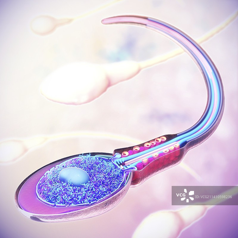精子细胞解剖插画图片素材